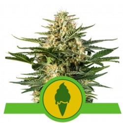 GREEN GELATO AUTOMATIC · Royal Queen Seeds · semillas de marihuana · AutoFem