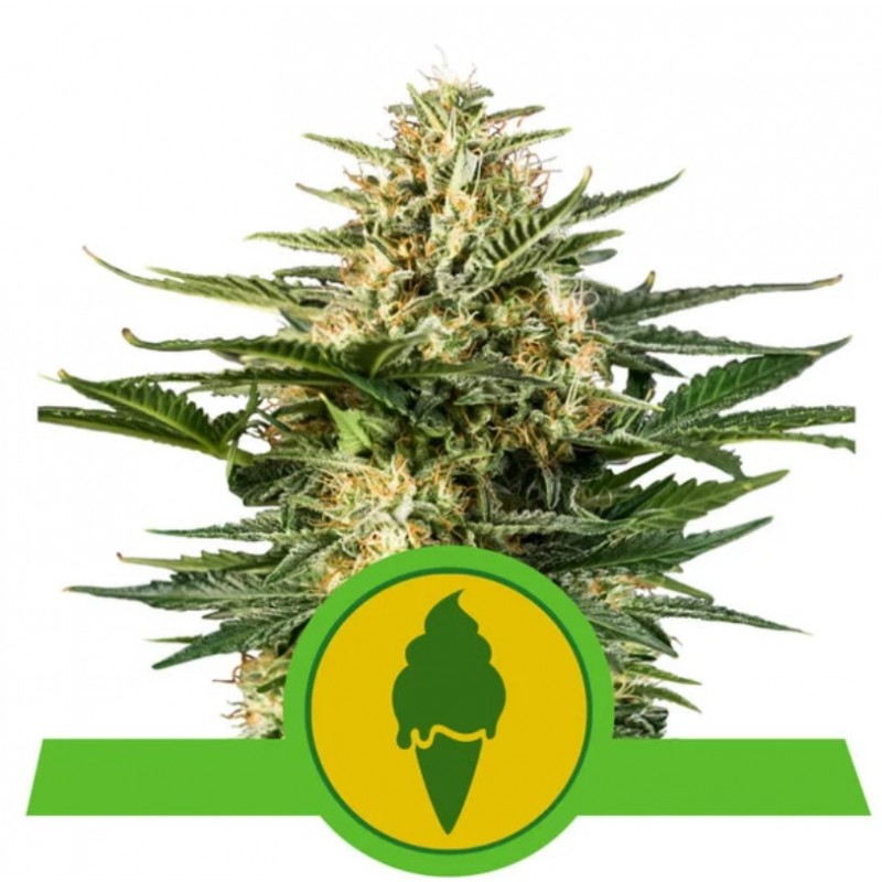 GREEN GELATO AUTOMATIC ·  · Royal Queen Seeds · semi di canapa indiana · AutoFem