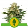 GREEN GELATO AUTOMATIC ·  · Royal Queen Seeds · semi di canapa indiana · AutoFem