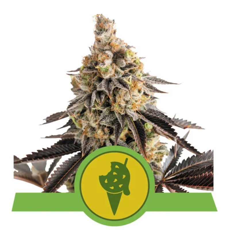COOKIES GELATO AUTO · Royal Queen Seeds · semillas de marihuana · AutoFem