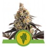 Cookies Gelato Auto Semi | Royal Queen Seeds | Dr.Green