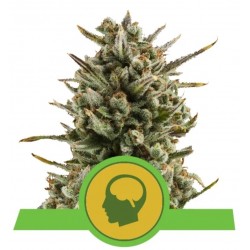 AMNESIA HAZE AUTOMATIC · Royal Queen Seeds · semillas de marihuana · AutoFem