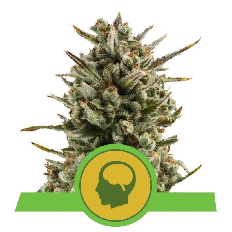 AMNESIA HAZE AUTOMATIC  · Royal Queen Seeds · cannabis seeds · AutoFem