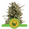 AMNESIA HAZE AUTOMATIC  · Royal Queen Seeds · cannabis seeds · AutoFem