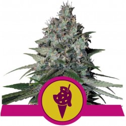 COOKIES GELATO · Royal Queen Seeds · cannabis seeds · Fem