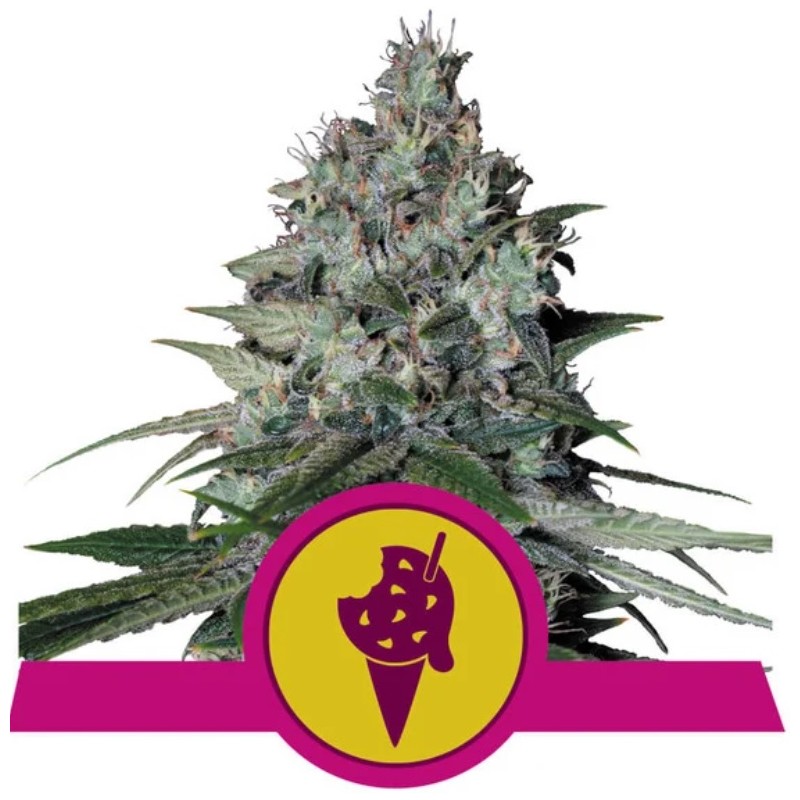 COOKIES GELATO · Royal Queen Seeds · cannabis seeds · Fem