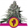 COOKIES GELATO  · Royal Queen Seeds · semi di canapa indiana · Fem