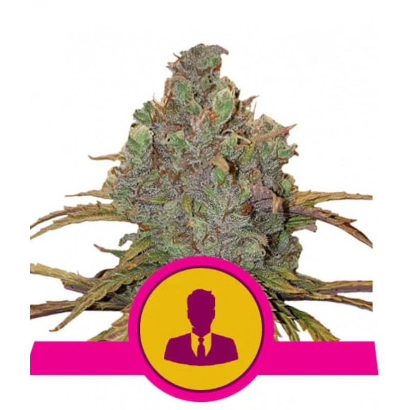 EL PATRON · Royal Queen Seeds · semillas de marihuana · Fem