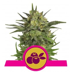HAZE BERRY · Royal Queen Seeds · semillas de marihuana · Fem