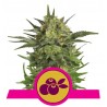 HAZE BERRY · Royal Queen Seeds · semi di canapa indiana · Fem