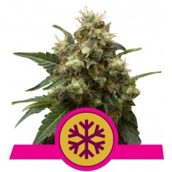 ICE · Royal Queen Seeds · semillas de marihuana · Fem