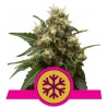 ICE · Royal Queen Seeds · semi di canapa · Fem
