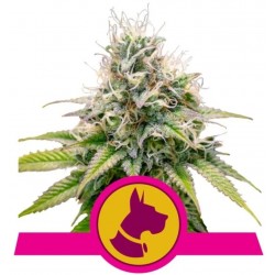 KALI DOG · Royal Queen Seeds · cannabis seeds · Fem