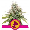 KALI DOG · Royal Queen Seeds · cannabis seeds · Fem