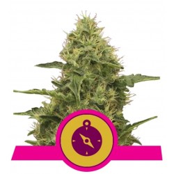 NORTHERN LIGHT · Royal Queen Seeds · semi di canapa · Fem