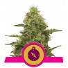 NORTHERN LIGHT · Royal Queen Seeds · semillas de marihuana · Fem