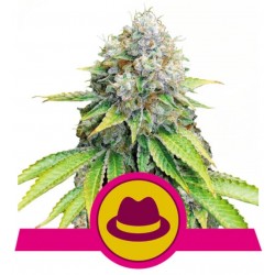 O.G. KUSH · Royal Queen Seeds · semillas de marihuana · Fem