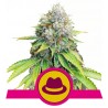 O.G. KUSH · Royal Queen Seeds · cannabis seeds · Fem