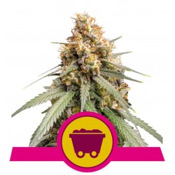 SHINING SILVER HAZE · Royal Queen Seeds · semi di canapa · Fem