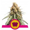 SHINING SILVER HAZE · Royal Queen Seeds · semillas de marihuana · Fem