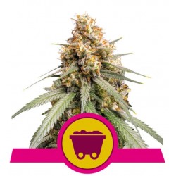 SOUR DIESEL · Royal Queen Seeds · semi di canapa indiana · Fem