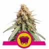 SOUR DIESEL · Royal Queen Seeds · semi di canapa indiana · Fem