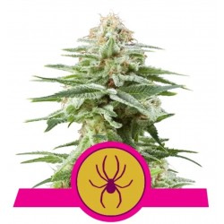 White Widow Semi Femminizzati | Royal Queen Seeds | Leggendaria