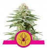 WHITE WIDOW · Royal Queen Seeds · semillas de marihuana · Fem