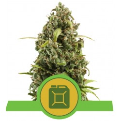 DIESEL AUTO · Royal Queen Seeds · semi di canapa indiana · AutoFem