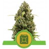 DIESEL AUTO · Royal Queen Seeds · semillas de marihuana · AutoFem