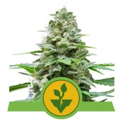 EASY BUD · Royal Queen Seeds · semillas de marihuana · AutoFem