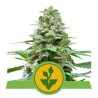 EASY BUD · Royal Queen Seeds · cannabis seeds · AutoFem