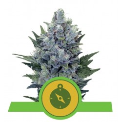 Northern Light Automatic Semi | Royal Queen Seeds | Dr.Green