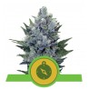NORTHERN LIGHT AUTOMATIC · Royal Queen Seeds · semillas de marihuana · AutoFem
