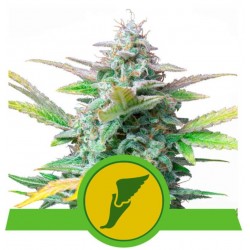 QUICK ONE · Royal Queen Seeds · semi di canapa · AutoFem