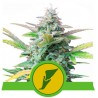QUICK ONE · Royal Queen Seeds · cannabis seeds · AutoFem