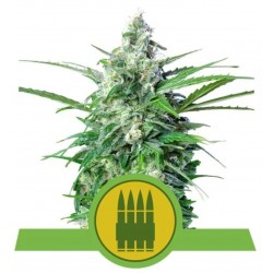 ROYAL AK AUTOMATIC · Royal Queen Seeds · cannabis seeds · AutoFem
