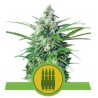 ROYAL AK AUTOMATIC · Royal Queen Seeds · cannabis seeds · AutoFem