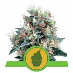ROYAL CREAMATIC · Royal Queen Seeds · semillas de marihuana · AutoFem