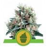 ROYAL CREAMATIC · Royal Queen Seeds · semillas de marihuana · AutoFem
