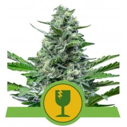 ROYAL CRITICAL AUTOMATIC · Royal Queen Seeds · semi di canapa · AutoFem