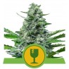ROYAL CRITICAL AUTOMATIC · Royal Queen Seeds · semillas de marihuana · AutoFem