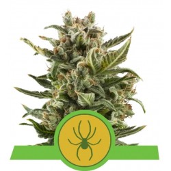 WHITE WIDOW AUTOMATIC · Royal Queen Seeds · semillas de marihuana · AutoFem