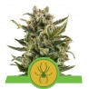 WHITE WIDOW AUTOMATIC · Royal Queen Seeds · semillas de marihuana · AutoFem