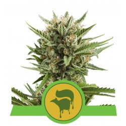 SWEET SKUNK AUTOMATIC · Royal Queen Seeds · cannabis seeds · AutoFem