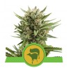 SWEET SKUNK AUTOMATIC · Royal Queen Seeds · semillas de marihuana · AutoFem
