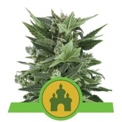 ROYAL KUSH AUTOMATIC · Royal Queen Seeds · semillas de marihuana · AutoFem