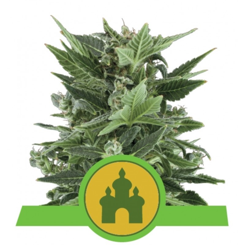 ROYAL KUSH AUTOMATIC · Royal Queen Seeds · cannabis seeds · AutoFem