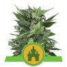 ROYAL KUSH AUTOMATIC · Royal Queen Seeds · semillas de marihuana · AutoFem