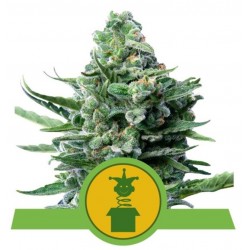 ROYAL JACK  AUTO · Royal Queen Seeds · semillas de marihuana· AutoFem
